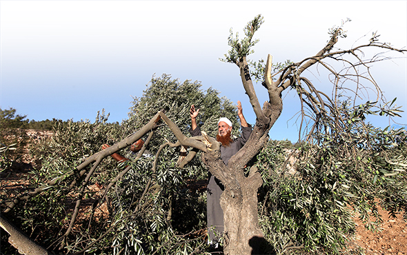 Filistin`de Dikili Bir Zeytin Ağacınız Olsun İster misiniz?
